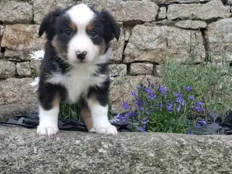 Berger Américain Miniature  Chiot N°2