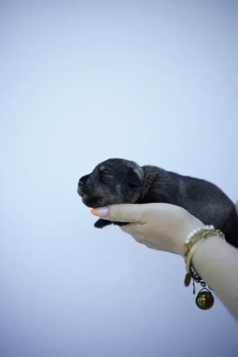 Schnauzer  Chiot 9 Du Domaine De Prescalix
