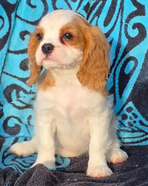 Cavalier King Charles Spaniel  Belle De La Colline Au 7e1dc photo 3