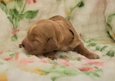 Cocker Spaniel Anglais  Balia photo 2