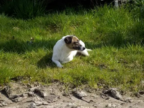Jack Russell Terrier  Garçon 1 Du Pont Du Riot D'Esne c6c9e photo 3