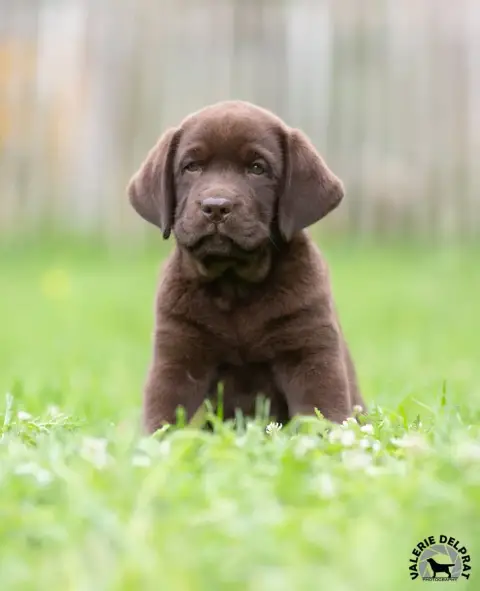 Labrador Retriever  Chiot N°6 De La Brie Des Etangs 011ea