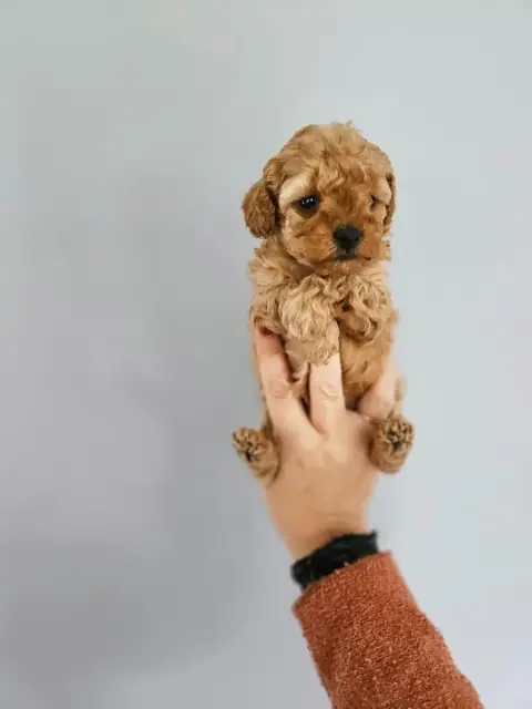 Caniche  Chiot N°2 Du Domaine De La Vallée Heureuse 75341