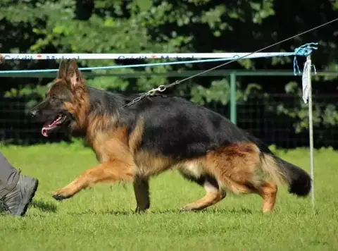 Berger Allemand Poil Long  Chiot N°1 De L'Aisance Des c0d43