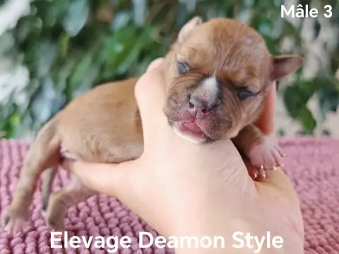 American Staffordshire Terrier photo 3