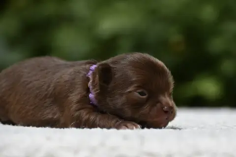 Chihuahua  Baci Di Moka photo 3