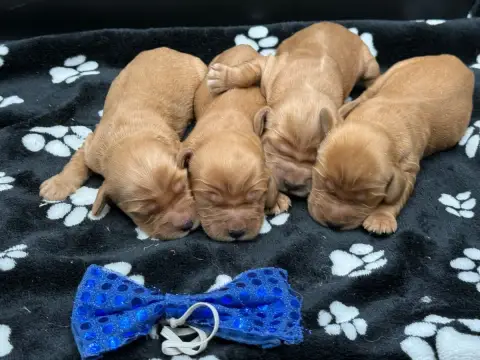 Cocker Spaniel Anglais  Chiot N°1 Des Joyaux Des Ki M e3c33