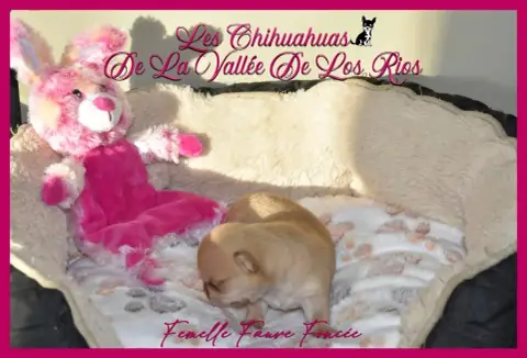 Chihuahua