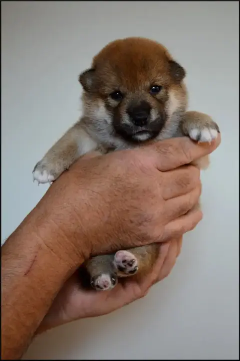 Shiba  Chiot N°2 De L'Empire Des Samouraïs photo 3