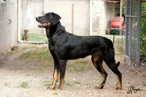 Berger De Beauce  Chiot N°2 Du Jardin D'Oslo photo 2
