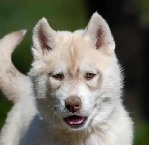 Siberian Husky  Chiot 4 Du Domaine Pacifique