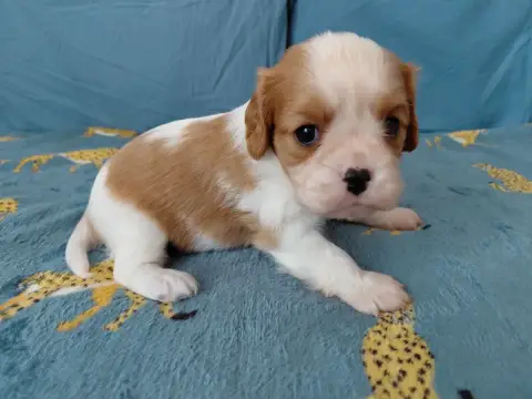 Cavalier King Charles Spaniel  Fb De La Horde Royale f5a8f photo 2