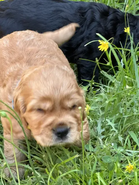 Cocker Spaniel Anglais  Chiot N°3 De Sandie Landes