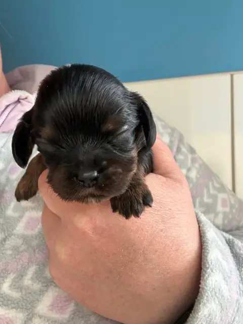 Cavalier King Charles Spaniel  Chiot N°5 Des Eternels 31d6f