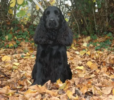 Cocker Spaniel Anglais  Collier Noir - photo 3