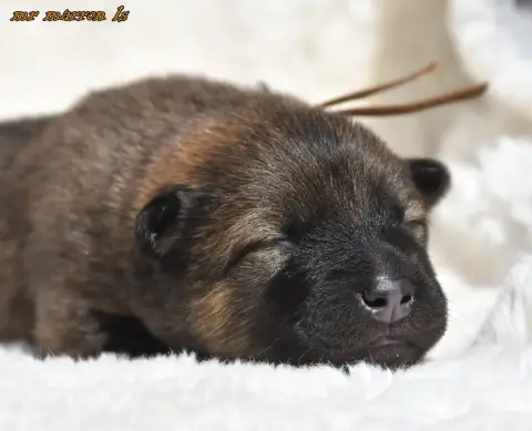 Eurasier  Chiot 6 Des Legendes De Retz