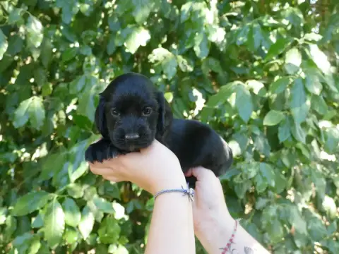 Cocker Spaniel Anglais photo 2