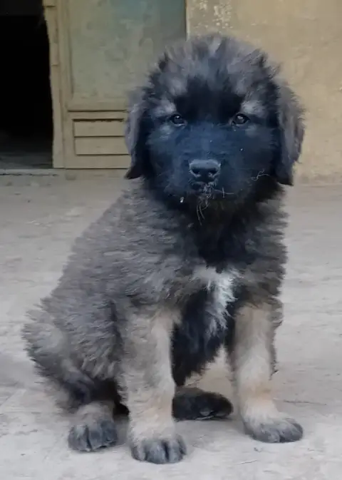 Leonberger  Chiot 6 De L'Arche De Caux photo 2