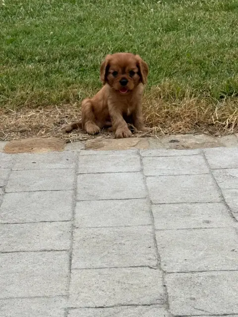 Cavalier King Charles Spaniel 
                       70321