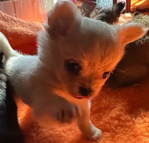 Chihuahua  Anis Du Royaume D'Hautecour photo 2