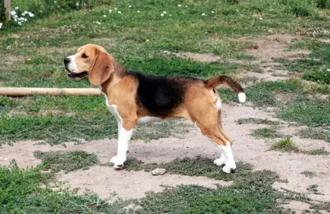 Beagle  Chiot N°1 De L’Echo Montois photo 3