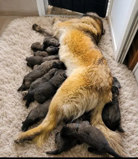 Leonberger  Chiot N°13 Des Deux Chenes Rouges
