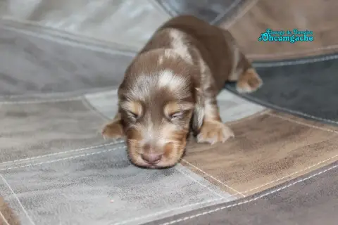 Teckel Poil Long 
                        Chiot N°1 D 7966c photo 3