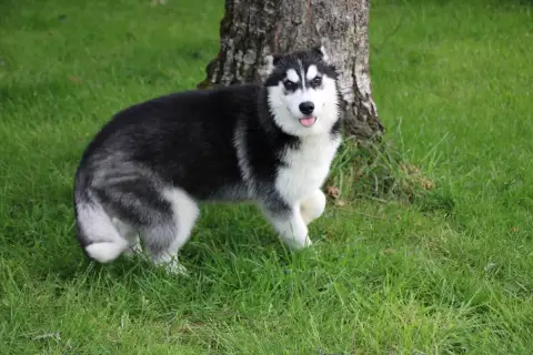 Siberian Husky  Chiot N°3 Des Legendes Du Triskel photo 3