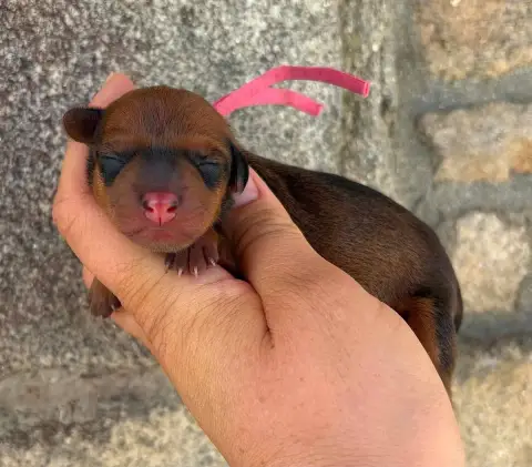 Pinscher Nain  Collier Rose De La Plaine Bretonne
