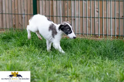 Barzoi  Ariège Au Prince Royal Du Boléro photo 2