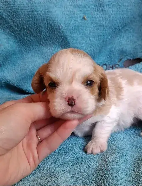 Cavalier King Charles Spaniel  Chiot N°3 De L'Elite D 4949d