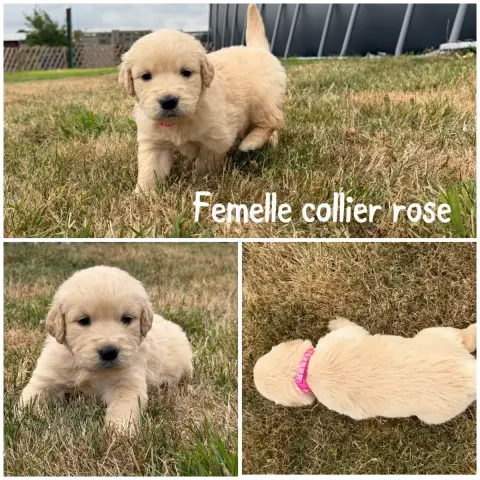 Golden Retriever 
                        Femelle Col ccf89