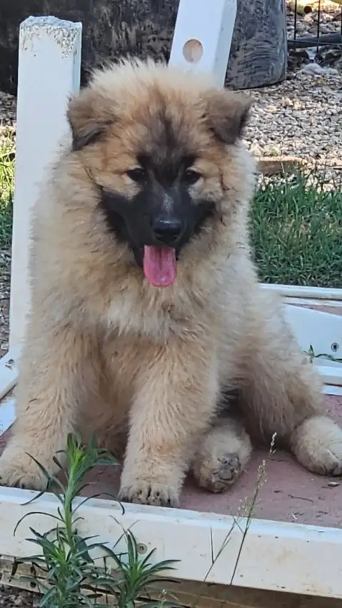 Eurasier