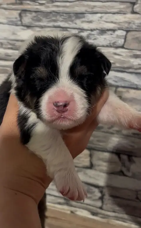 Berger Australien  Chiot 4 De L'Aussie Happy
