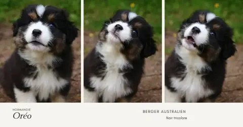 Berger Australien  Biscuit Oreo Du Temple De Palés photo 3