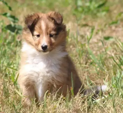 Shetland Sheepdog 
                        Beija Des  f3007 photo 2