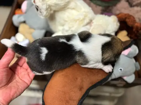 Beagle  Chiot N°6 Du Domaine Des Pattes Dorées photo 2