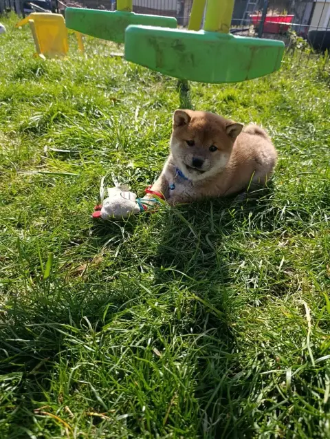 Shiba  Chiot Fauve Des Plaines D'Ardennie