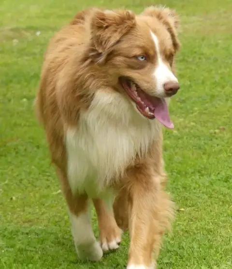 Berger Australien  Chiot N°3 photo 2