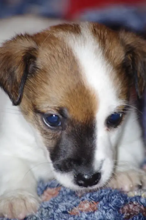 Jack Russell Terrier  Beaugosse A L'Ouest Des Prés De 8884c