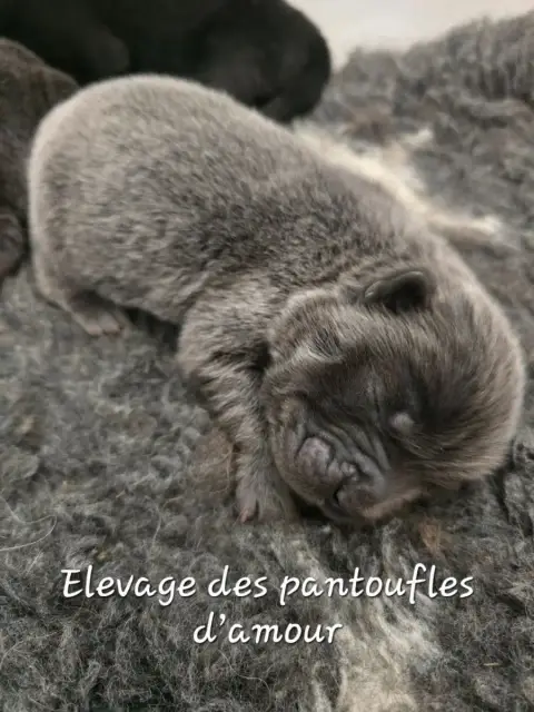 Chow Chow  B......... Des Pantoufles D'Amour