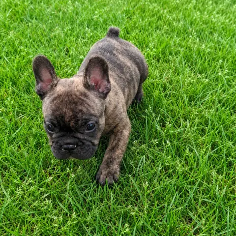 Bouledogue Français  Baronne Lilybelle Du Monde De Ca fce05 photo 3