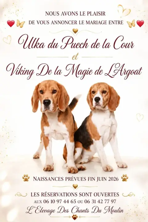 Beagle  Chiot N°3 Des Chants Du Moulin
