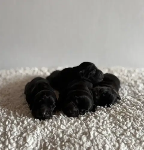 Cocker Spaniel Anglais