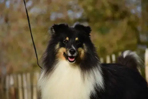 Shetland Sheepdog photo 2