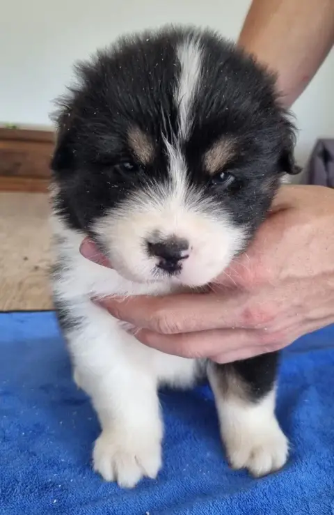 Berger Australien  Chiot N°2 Des Hirondelles Du Voyag dc553 photo 3