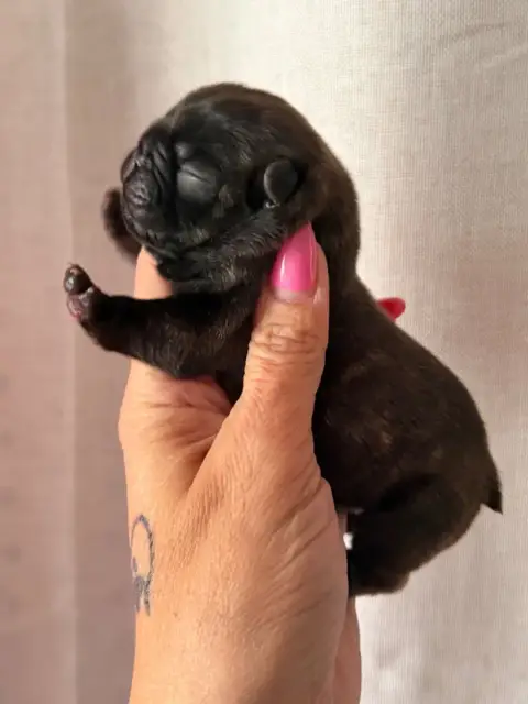 Bouledogue Français  Bastos Du Bois D'Athée photo 2