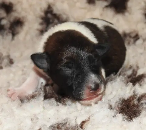Fox Terrier Poil Lisse  Chiot