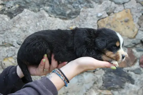 Bouvier Bernois  Chiot 7 De La Vallée De L'Hyrome photo 3