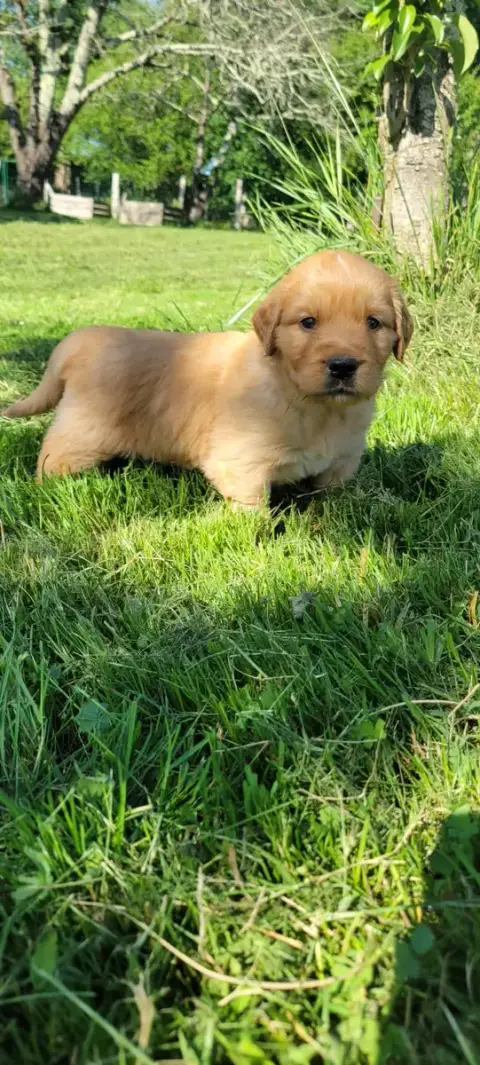 Golden Retriever  B..... Des Molosses De Timoulys photo 2